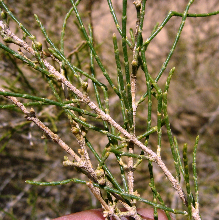  p>白梭梭(学名: i>haloxylon persicum /i> bunge ex boiss.