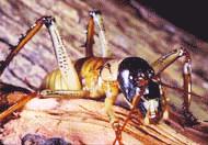  p data-id="gnvi4w9f2k">维塔虫属蟋蚌类,主要生活在树上或石缝间