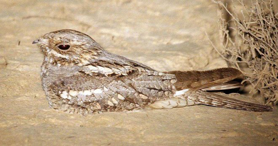  p>欧夜鹰(学名: i>caprimulgus europaeus /i>):体重75-100克,体长26