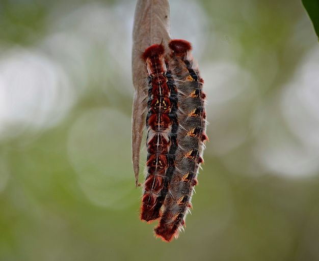  p>白摩尔闪蝶(学名: i>morpho epistrophus /i>),鳞翅目,蛱蝶科,闪蝶