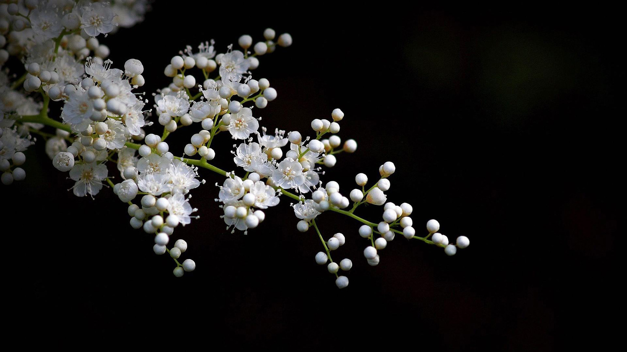  p>珍珠梅(学名: i>sorbaria sorbifolia  /i>(l.)a.