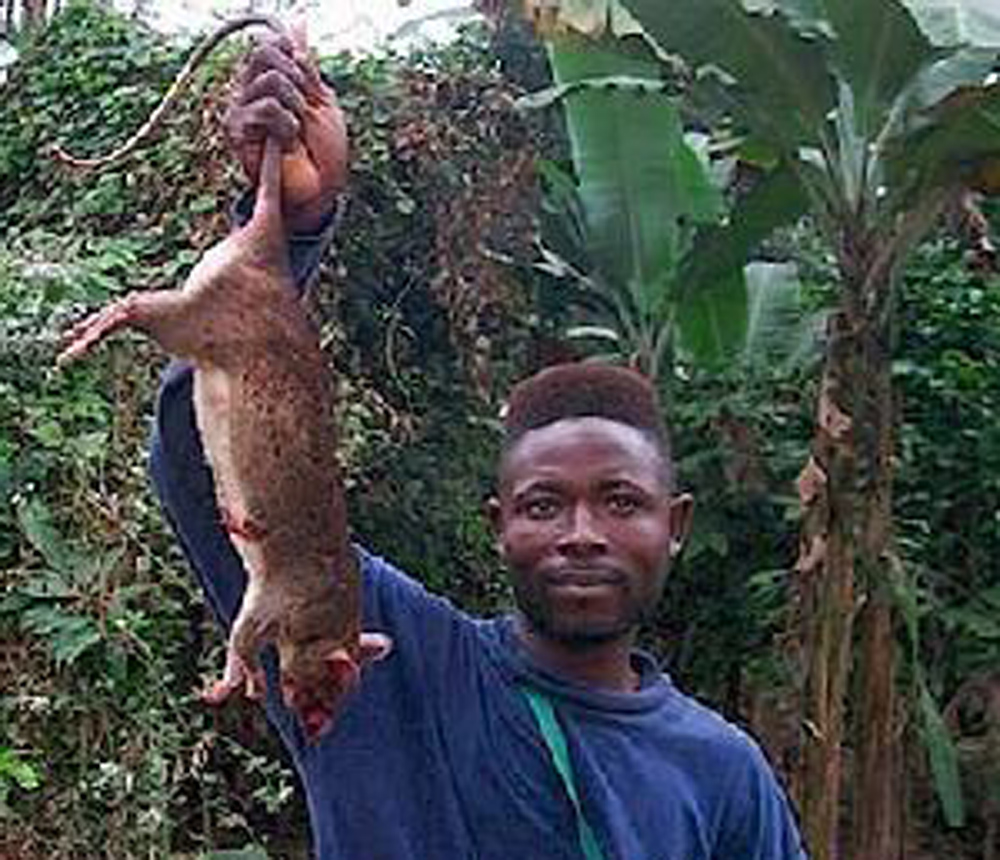  p data-id="gnwmjgwsg1">食猫鼠是指体积大到能吃下猫咪的 a target=