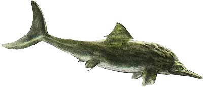 " data-lemmaid="4606703">狭翼鱼龙 /a>(stenopterygius)又名狭翼龙