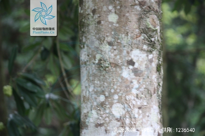  p>乳源木莲(学名: i>manglietia yuyuanensis   /i>law)是木兰科