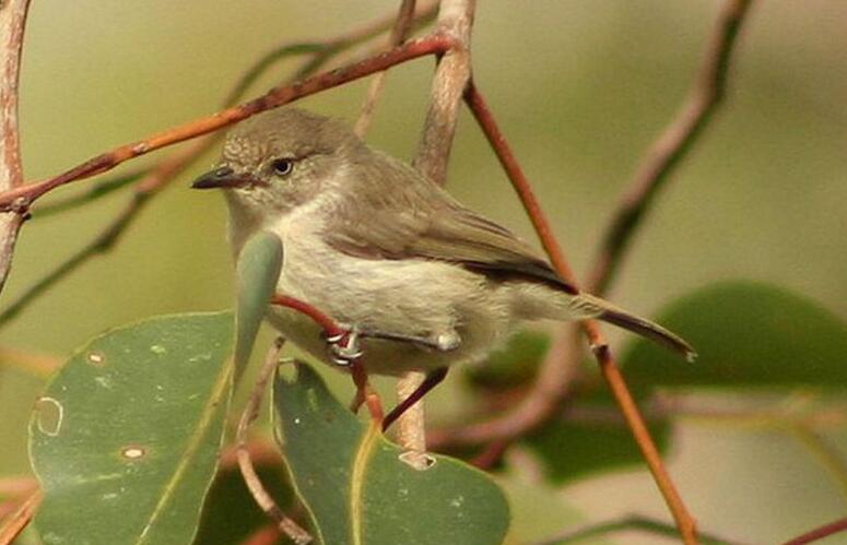 72j3eb1p">西刺莺:西刺莺(dasyornis longirostris),又名长尾刺鸟或 a