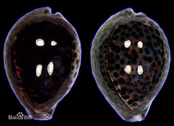 target="_blank" href="/item/腹足纲">腹足纲 /a>宝螺科的软体动物