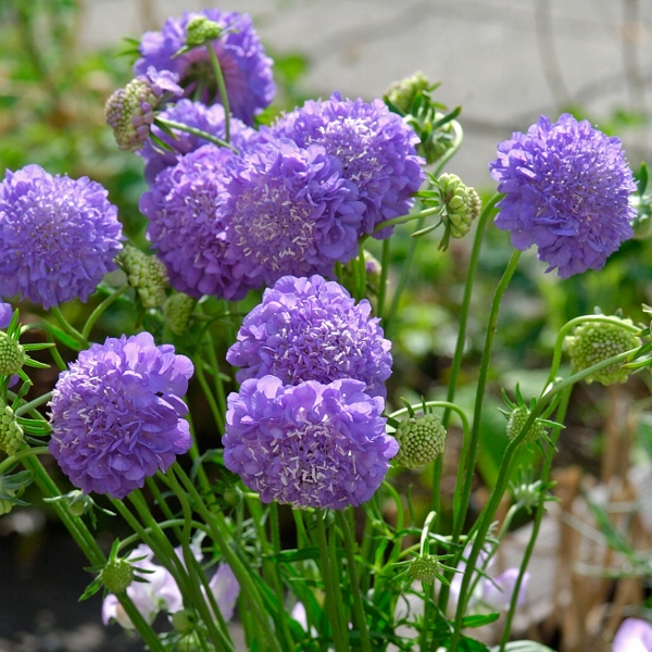  p>紫盆花(学名: i>scabiosa atropurpurea /i> linn.