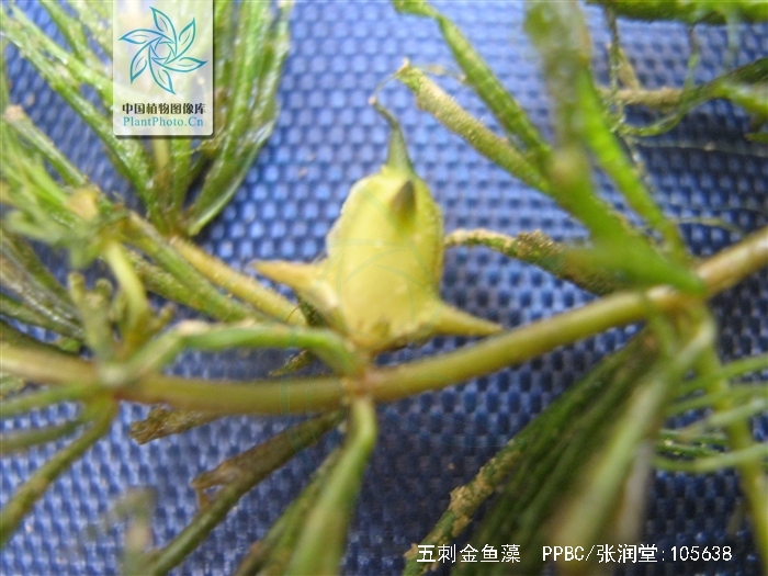 五刺金鱼藻