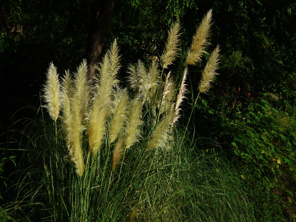  p>蒲苇属(学名:cortaderia stapf)是禾本科下一个属.