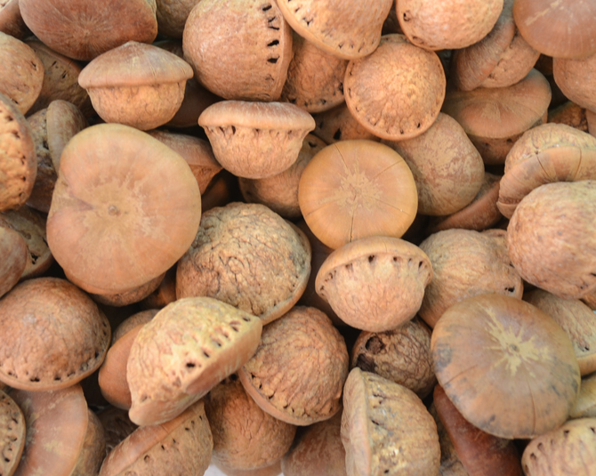 3l0o25">龟头子又名 a target="_blank" href="/item/壮阳果/7571595"