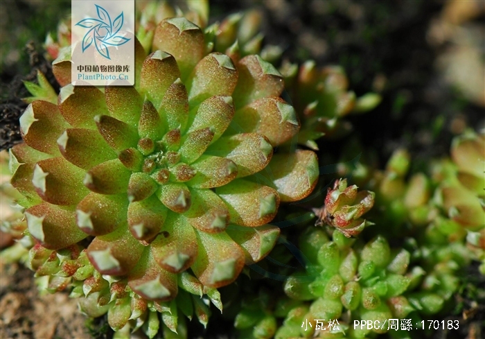  p>小瓦松〔学名: i>orostachys minutus /i> (kom.