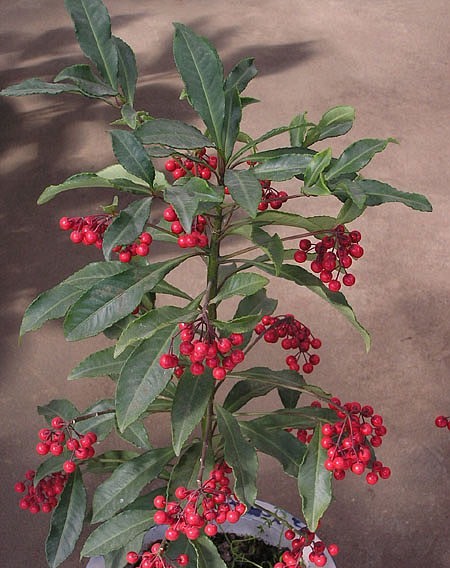  p>紫金牛科是合瓣花类中比较接近离瓣花类的类群.