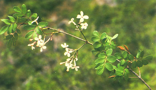  p>木犀草素(luteolin)是一种天然 a href="#" data-lemmaid="2623007