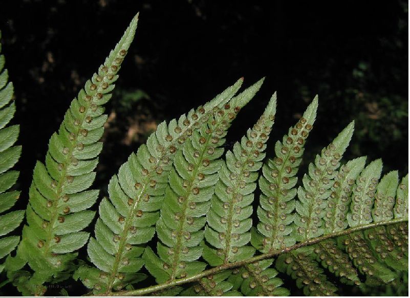  p>太平鳞毛蕨是鳞毛蕨科 a href="#" data-lemmaid="2864823">鳞毛蕨