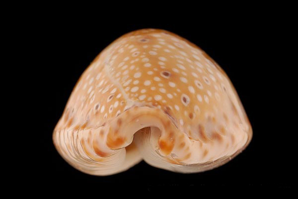  p>眼斑宝螺(学名:erosaria ocellata ocellata )是腹足纲宝螺科的 a