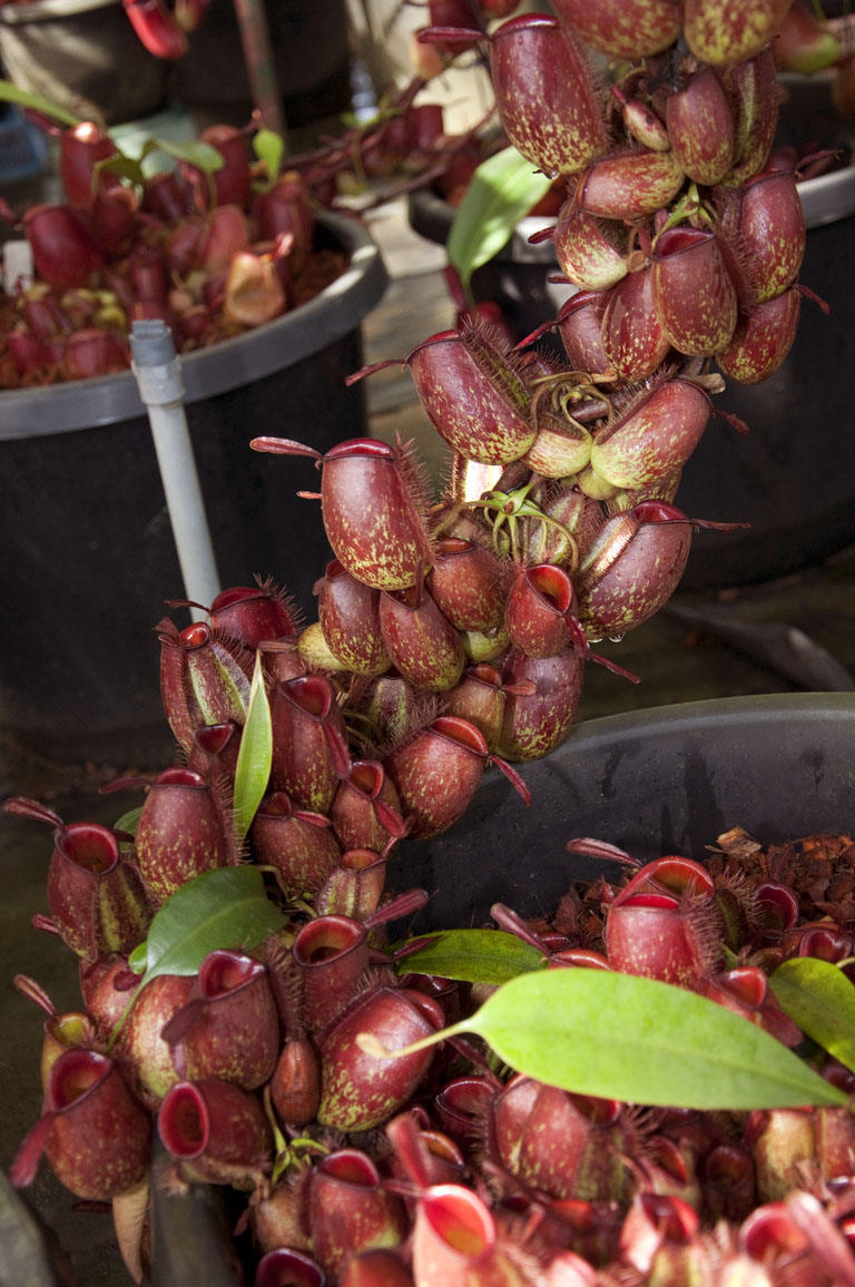  p>苹果猪笼草(n.