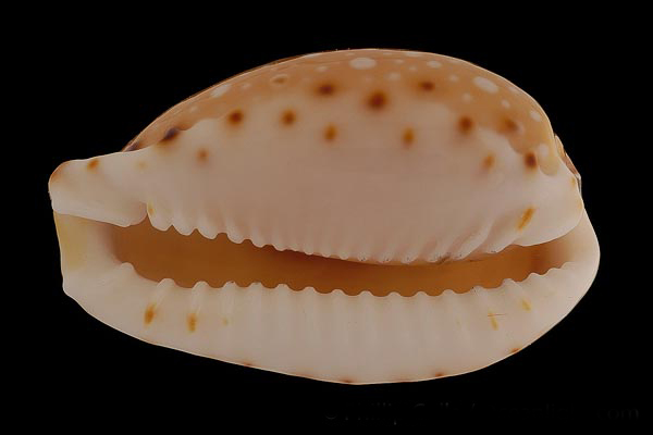  p>梨皮宝螺(学名:erosaria labrolineata labro