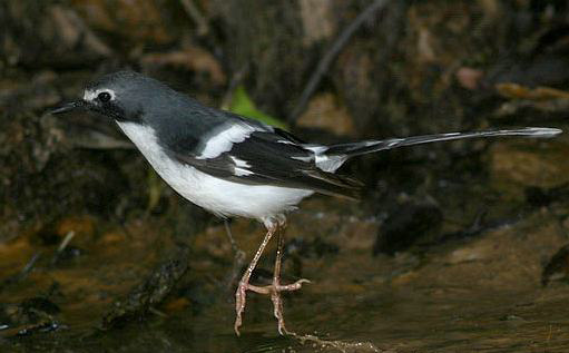  p>灰背燕尾(学名: i>enicurus schistaceus /i>)是一种黑白色 a href