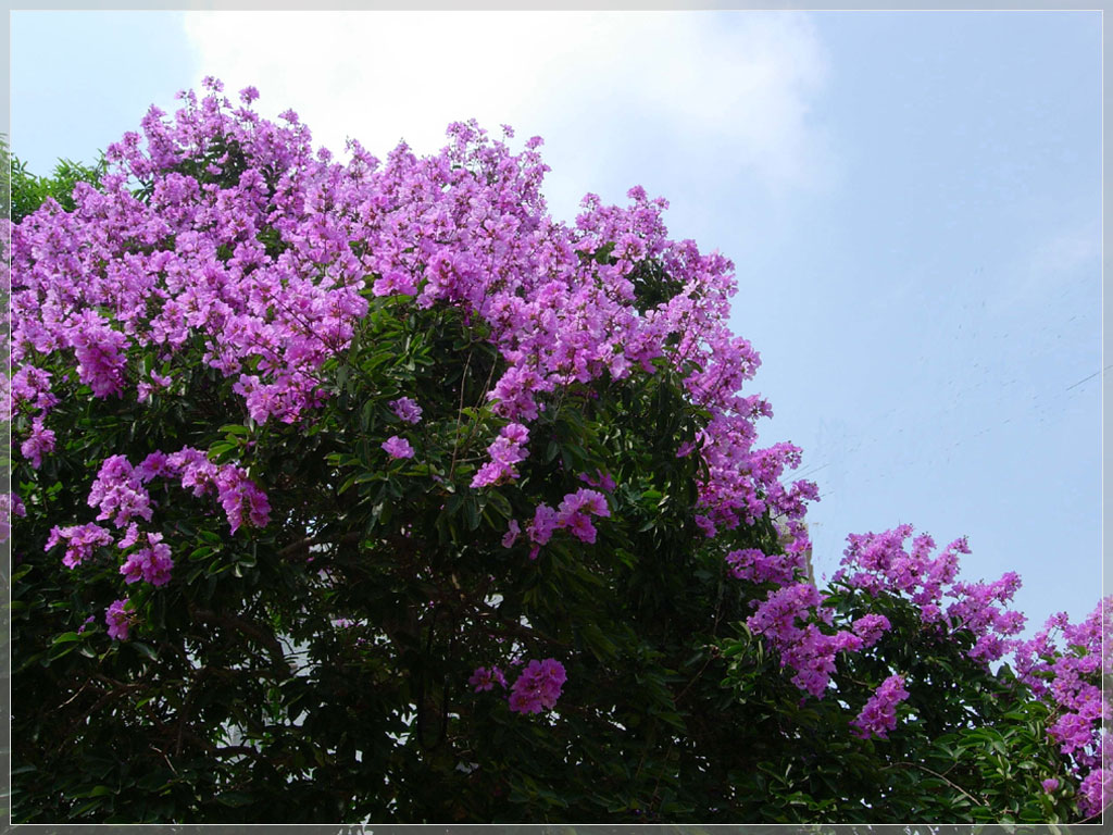 lagerstroemia indica l.
