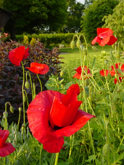  p>郁金香罂粟通常生长在砂质岩石山坡上的高海拔地区,罂粟的 a href=