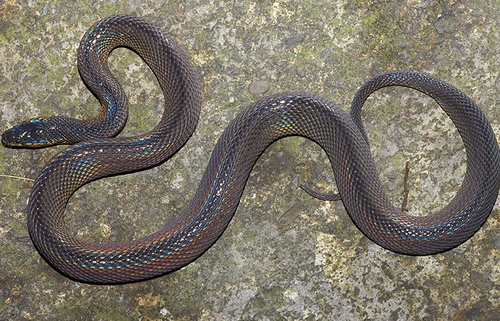  p>阿里山脊蛇( i>achalinus niger /i>&nbsp;maki,1931)是游蛇科