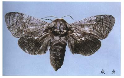  p>芳香木蠹蛾,为鳞翅目,木蠹蛾科.