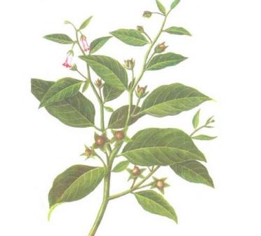 颠茄草（茄科植物）_百度百科