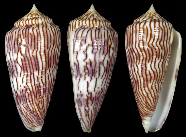  p>黑原芋螺(学名:asprella kuroharai)花纹清晰,贝壳厚实.