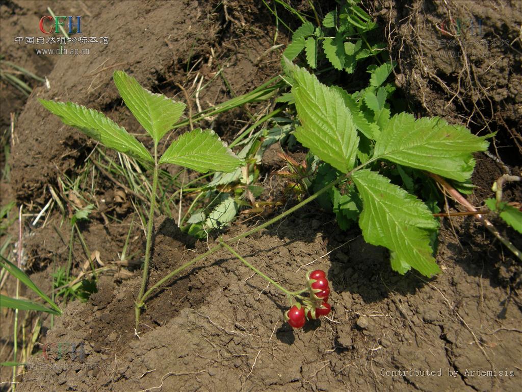  p>石生悬钩子(学名: b>rubus /b>  b>saxatilis /b> l.