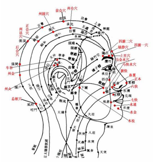 头（生物结构）_百度百科