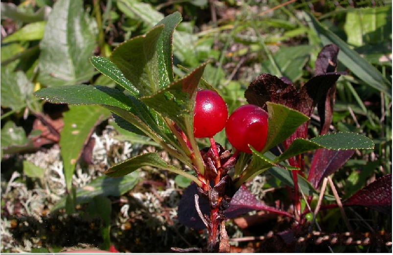 niedenzu),为 a target="_blank" href="/item/杜鹃花科/1316665"