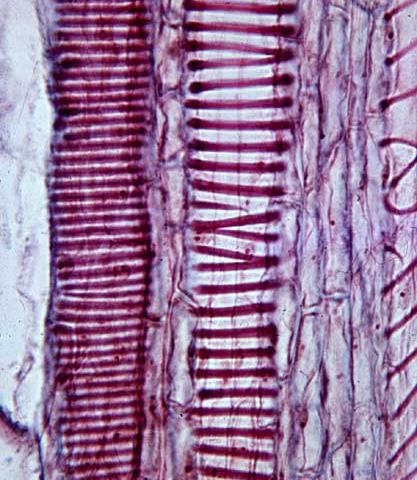  p>纹孔(pit)就是 a target="_blank" href="/item/植物细胞/10996421
