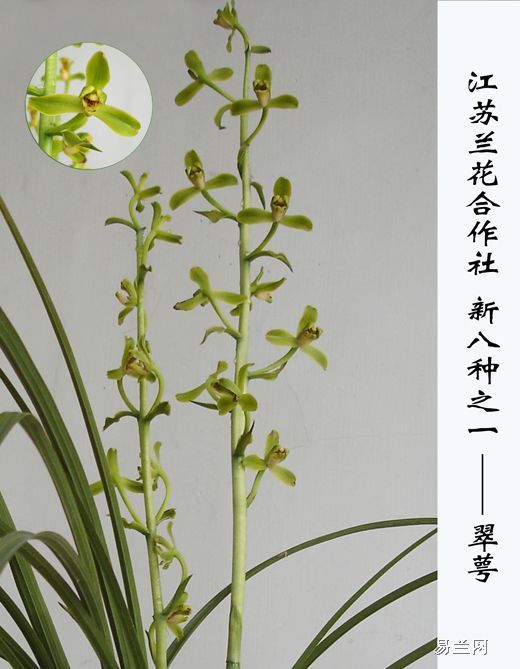  p>翠萼:蕙兰绿壳梅瓣,蕙兰新八种之一. /p>