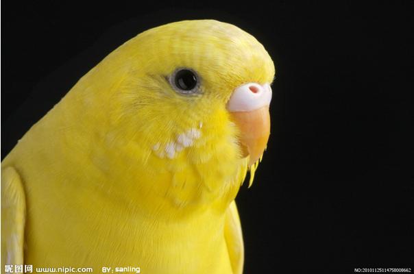 黄红眼鹦鹉