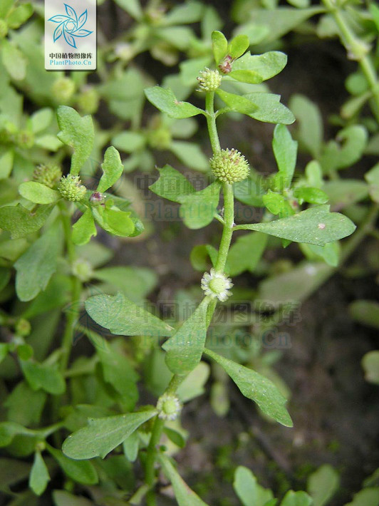 class="ref" data-ctrid="t8j6nwpnhyrm">石胡荽,菊科石胡荽属植物