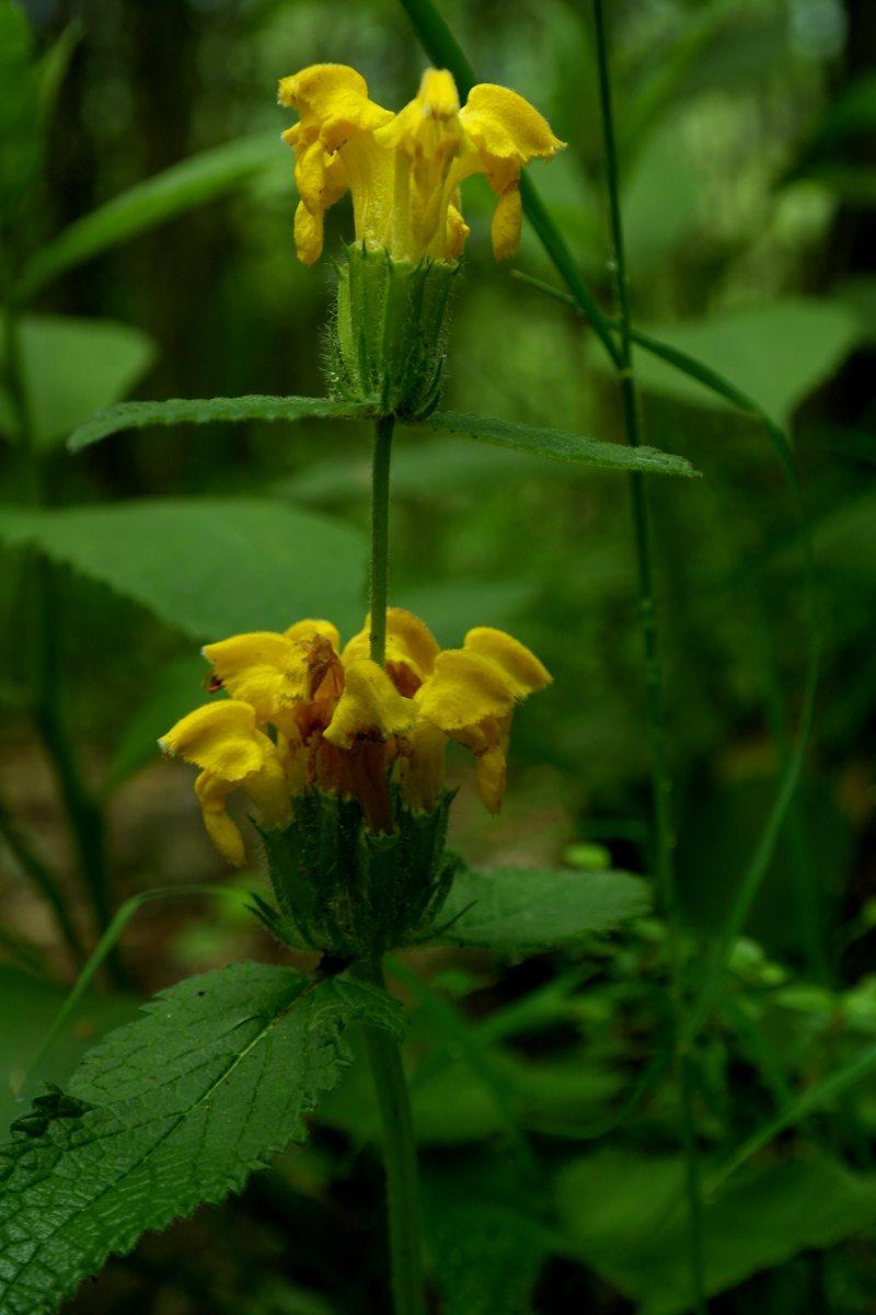 tafellii)为十字花科葶苈属喜山葶苈的变种.