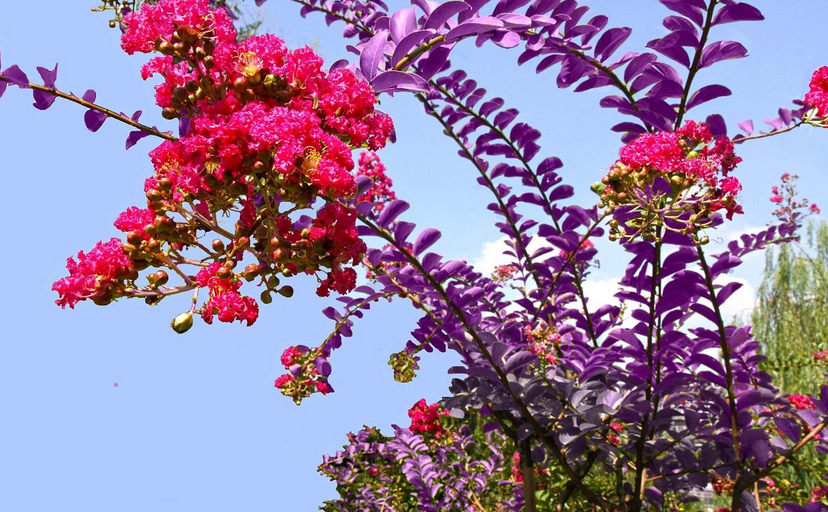 日本红叶乔木紫薇