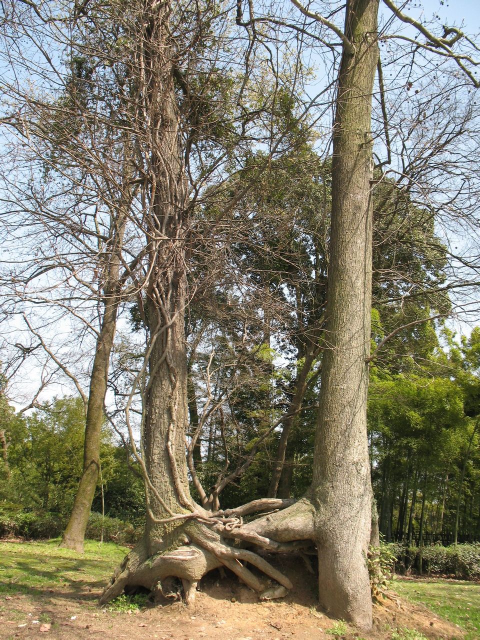 连理树
