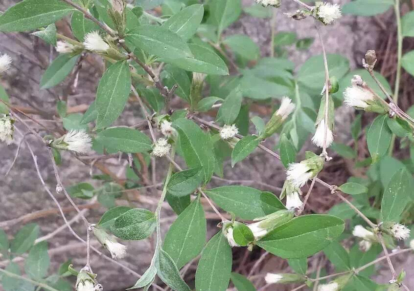  p>蚂蚱腿子(学名: i>myripnois dioica  /i>bunge)是菊科,蚂蚱腿子属