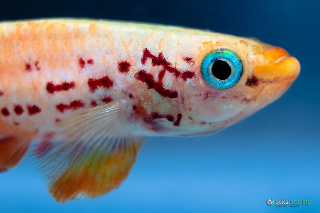  p>五彩琴尾鱼五彩琴尾鱼又名澳洲琴尾鱼.