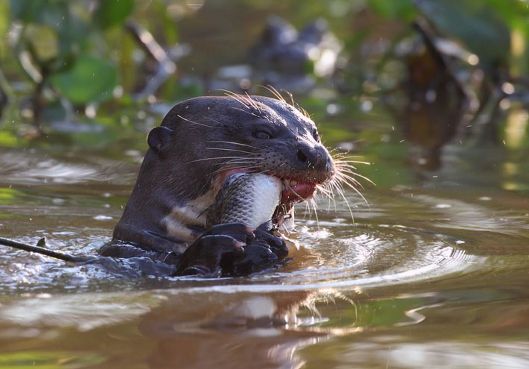 为13种 a href="#" data-lemmaid="274925">水獭 /a>中体形最大的种类