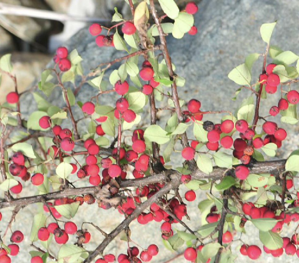  p>藏南栒子(学名: i>cotoneaster taylorii /i> yu)蔷薇科栒子属植物