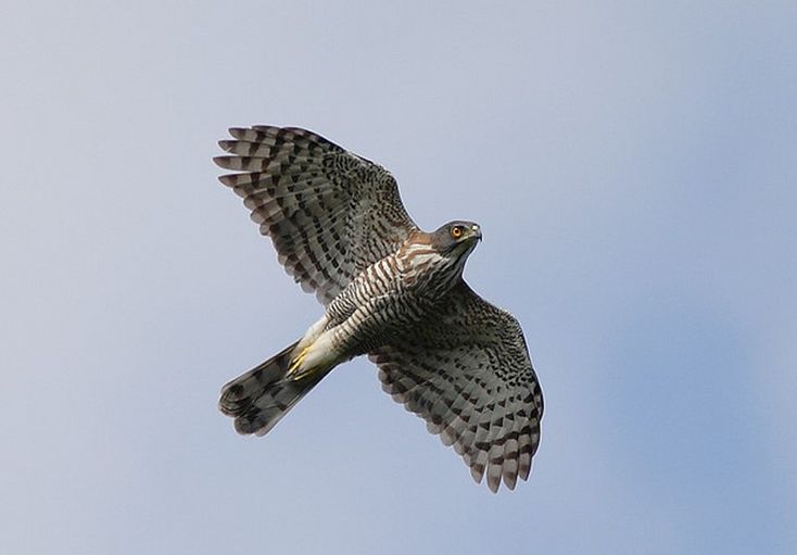 accipiter trivirgatus trivirgatus