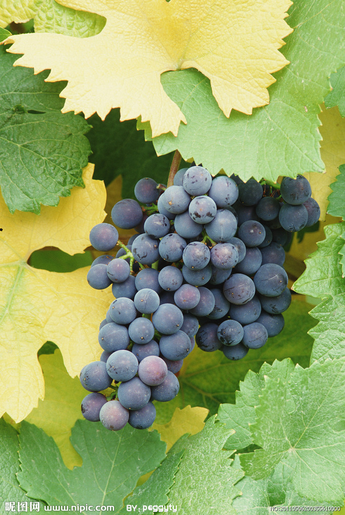  p> a target="_blank" href="/item/葡萄">葡萄 /a>科(学名:vitaceae