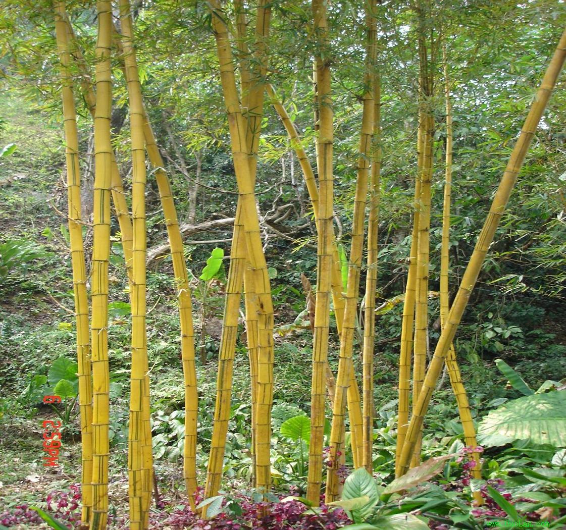 dendrocalamus f.striatus