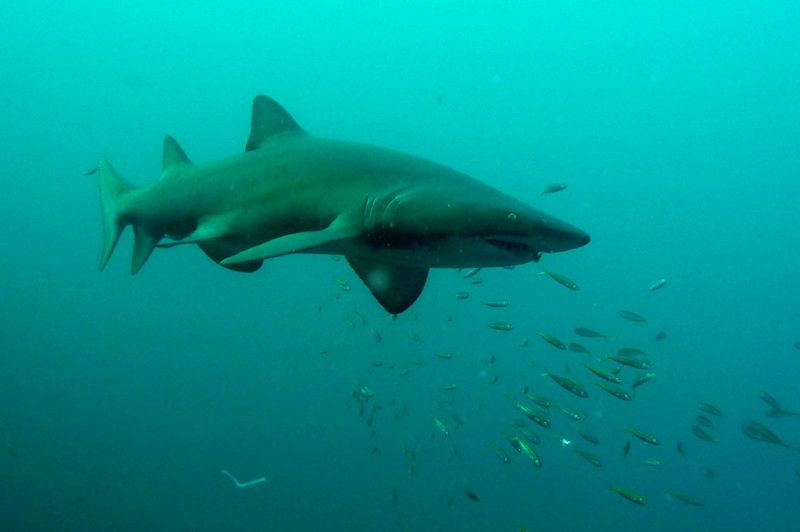  p>锥齿鲨(学名: i>carcharias taurus /i>)是锥齿鲨科,锥齿鲨属鲨鱼.