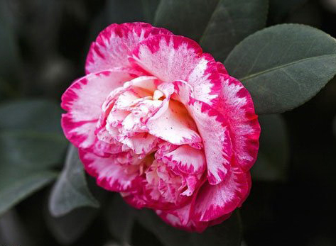 又名山茶花,是 a target="_blank" href="/item/山茶科/322388""