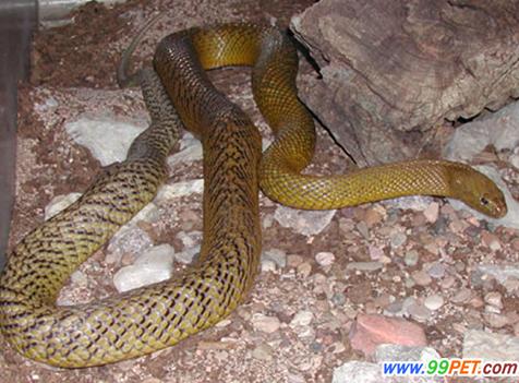 oxyuranus microlepidotus