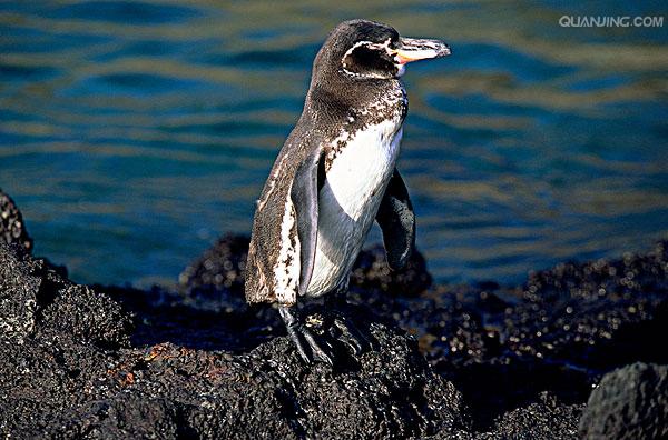 加拉帕戈斯企鹅