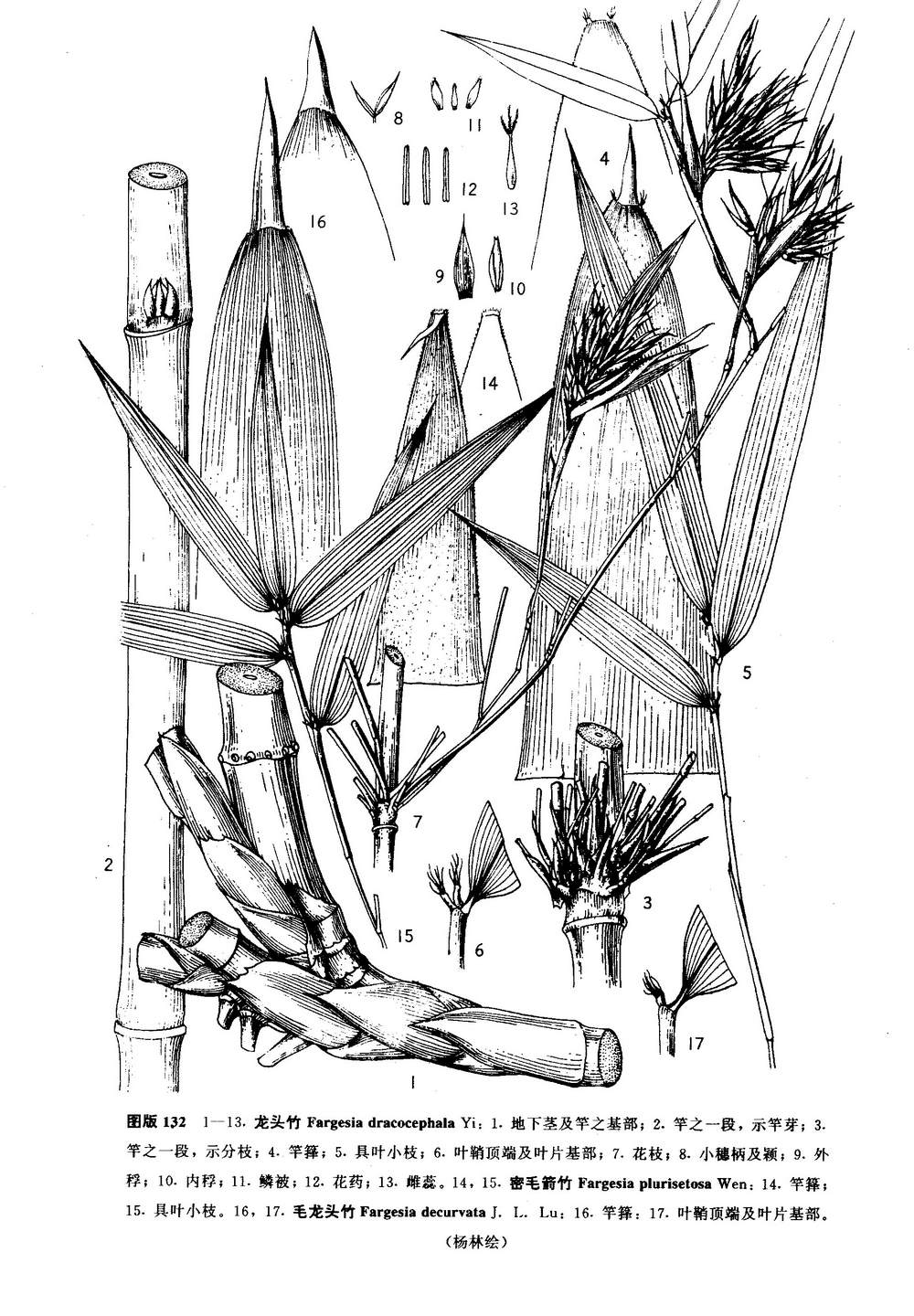 箭竹(学名:fargesia plurisetosa wen)属箭竹属禾本科植物,别名小苦竹